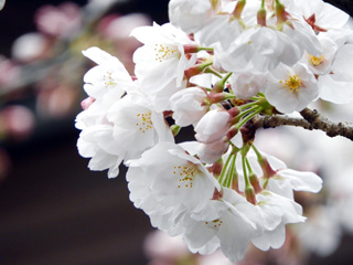 桜の束