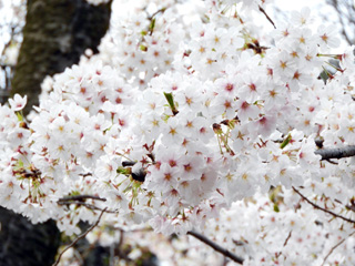 桜の束