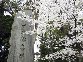 石碑と桜