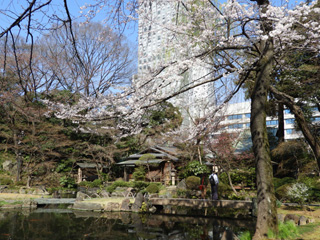 神池庭園の桜