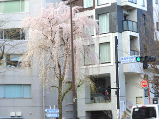 三滝桜
