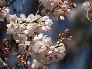 神池庭園奥の桜