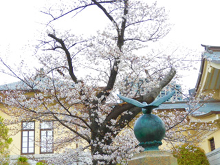 鳩魂塔と桜