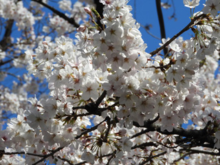 標本木の満開の桜