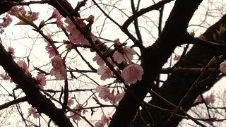 境内の桜②