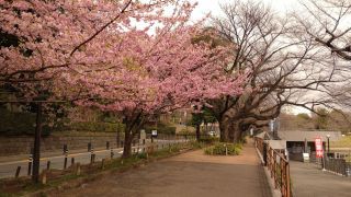 千鳥ヶ淵の修善寺寒桜