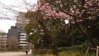 境内入口の寒桜も見頃です