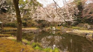 神池庭園の桜