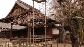 靖国神社の標本木 3/23