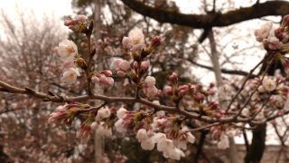 少しずつ桜の花が増えてきました