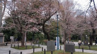 参道脇の桜も咲き始めました