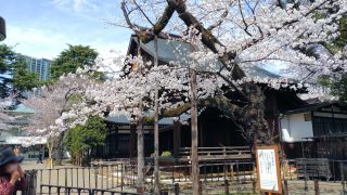 靖国神社の標本木、ほぼ満開