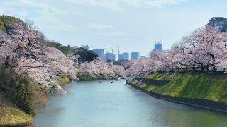 千鳥ヶ淵緑道 3/28①