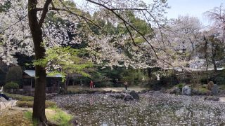 神池庭園の桜は散り始めてきました
