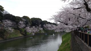 千鳥ヶ淵緑道 3/31①