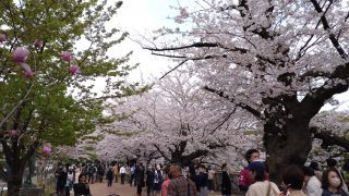 千鳥ヶ淵緑道 3/31②