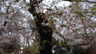 雨で落花が進んでしまいました