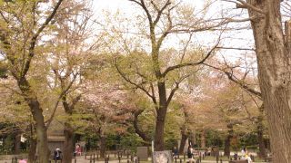 4月7日参道脇の桜の様子
