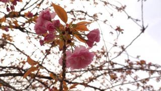 関山桜が開花