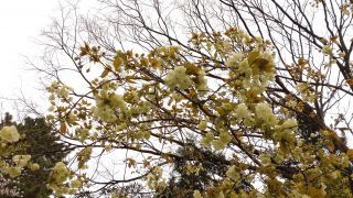 右近桜、緑色の花が特徴