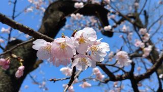 かわいらしい小ぶりの桜が楽しめます