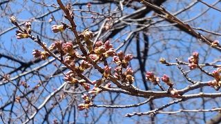 神池庭園の桜のつぼみ