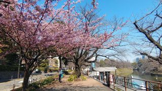 千鳥ヶ淵ボート乗り場前でも桜が楽しめます