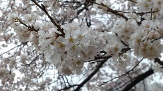 真っ白な桜が楽しめます