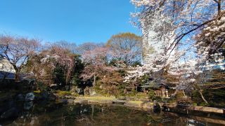 神池庭園の桜が見頃を迎えています
