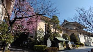 靖国会館近くでは寒桜類が満開