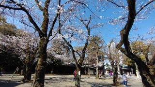 神門を背にして左側の桜で開花が進む
