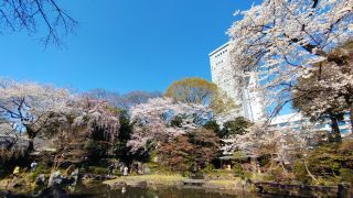 神池庭園の桜は全て満開！