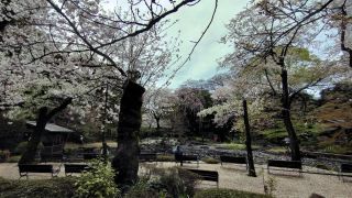 神池庭園の桜、まだまだ見頃です