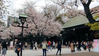 3月27日境内の桜は満開です