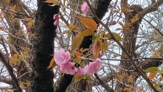 遅咲きの八重桜も咲いていました