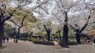 神池庭園の桜もまだ楽しめます