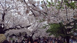 千鳥ヶ淵緑道の桜、満開です③