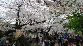 千鳥ヶ淵緑道の桜、満開です④