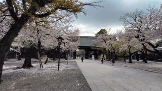 3月30日境内の桜はまだまだ見頃
