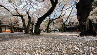 地面にはたくさんの桜の花