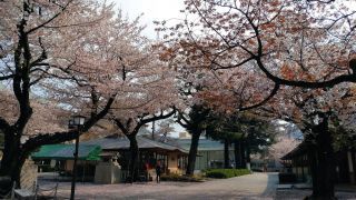 神池庭園への道でも桜が楽しめます