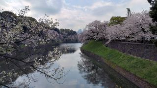 3月30日千鳥ヶ淵緑道の桜、満開①