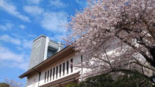 靖国会館と桜