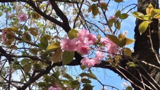 神池庭園の八重桜