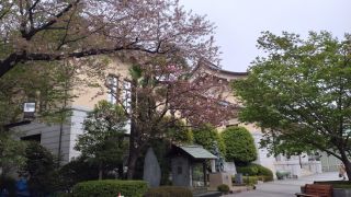 靖国会館と八重桜