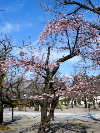 社務所前の寒桜が満開です①