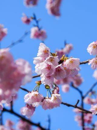 靖国神社の標本木 社務所前の寒桜が満開です②