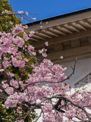 靖国会館前の寒桜、こちらも見ごろです 4月15日①