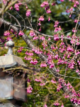 寒緋桜、啓照館や神池庭園などでご覧いただけます
