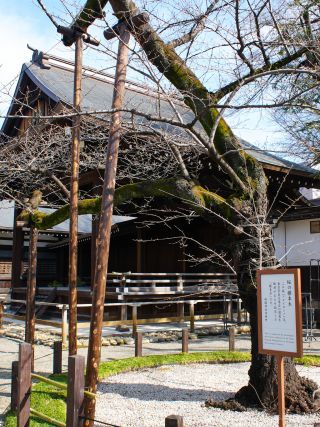 標本木の様子 3月13日①